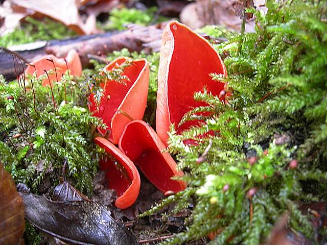 Nel  Regno  della  Jurana